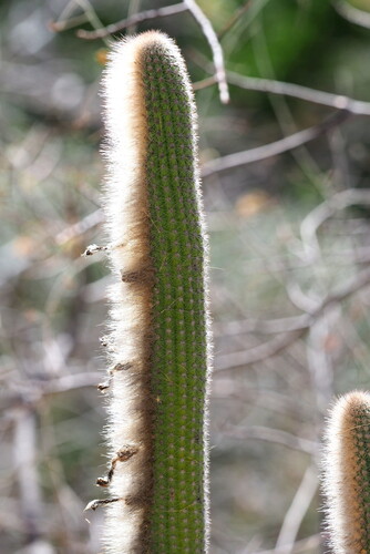 Espostoa blossfeldiorum, photograph 6