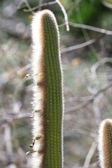 Espostoa blossfeldiorum, photograph (c) Rosario Douglas, some rights reserved (CC BY)