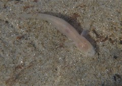 Typhlogobius californiensis