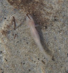 Typhlogobius californiensis