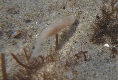 Typhlogobius californiensis
