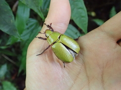 Chrysina boucardi