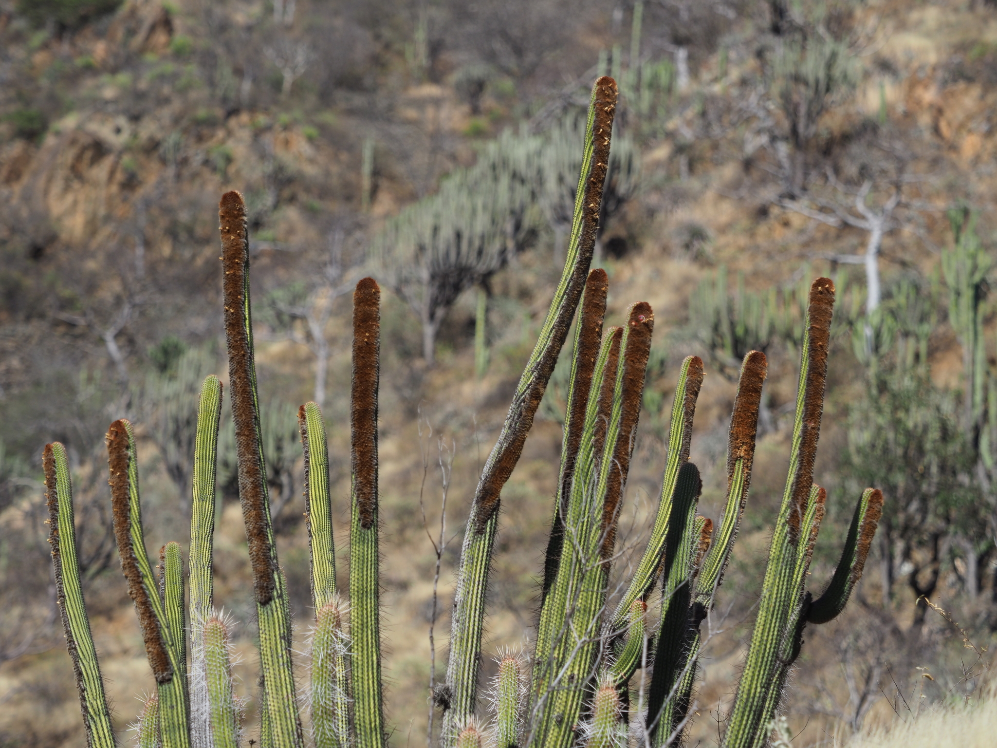 Espostoa mirabilis