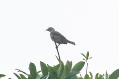 Cotinga maynana