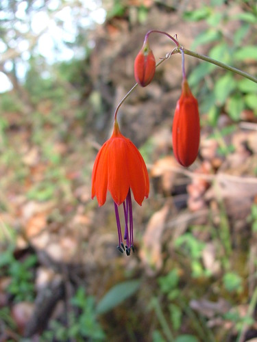 Image of Bessera elegans by (c) Leonardo O. Alvarado Cárdenas, some rights reserved (CC BY)