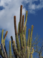 (c) Rosario Douglas, some rights reserved (CC BY) Espostoa mirabilis, photograph (c) Rosario Douglas, some rights reserved (CC BY)