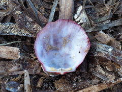 Spondylus gaederopus