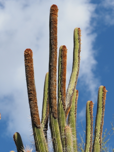 Espostoa mirabilis, photograph 3