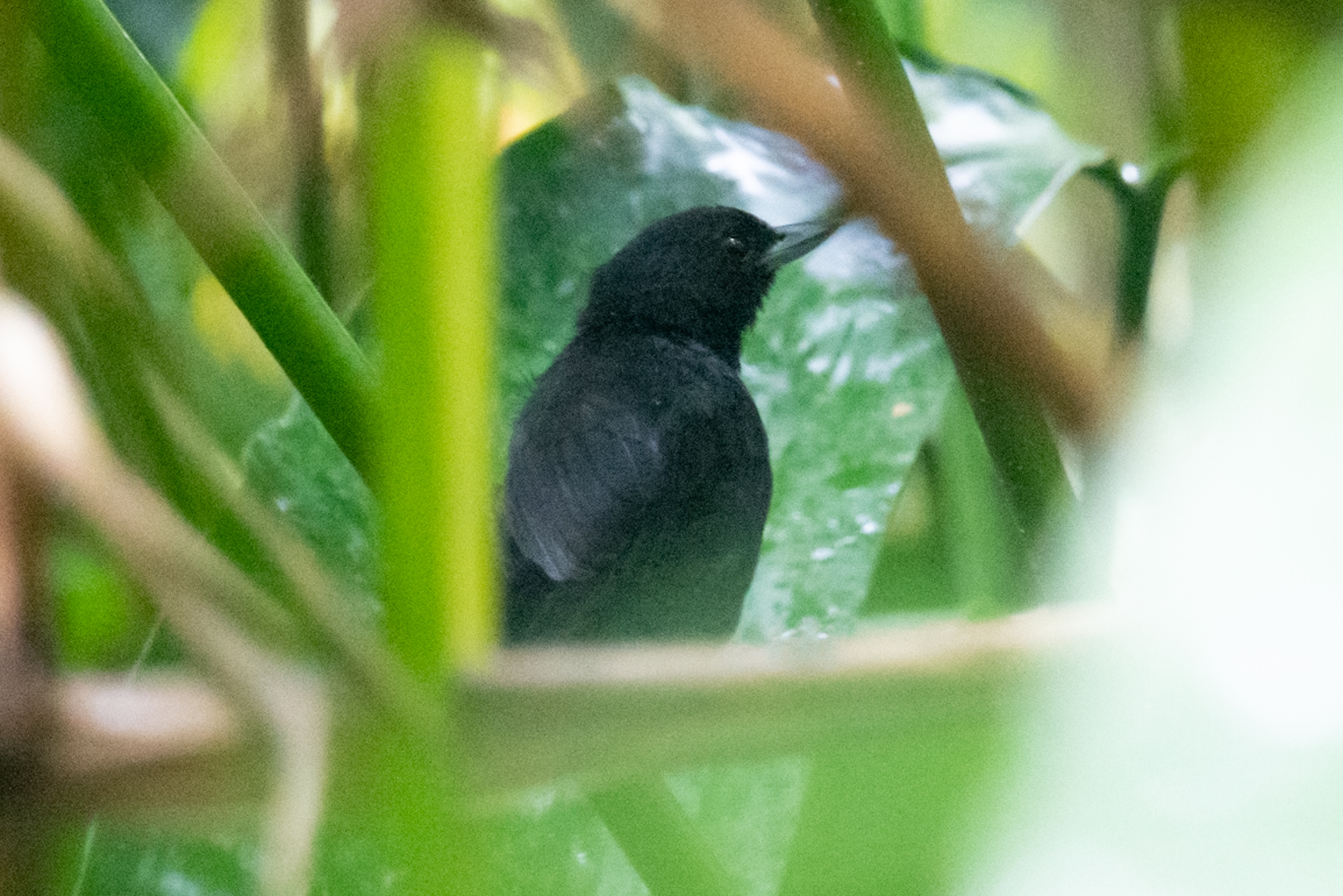 Black Bushbird illustration