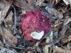 Spondylus gaederopus