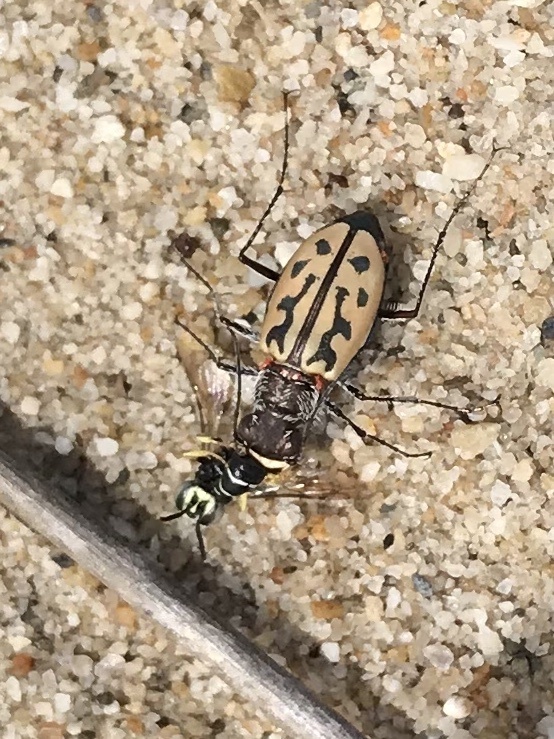 Southern Sanddune Tiger Beetle
