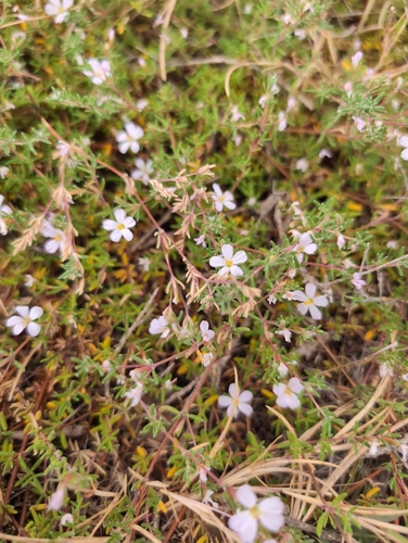 Frankenia pauciflora, photograph 6