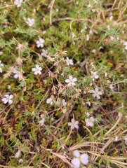 Frankenia pauciflora, photograph (c) Corin, some rights reserved (CC BY)