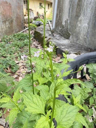 Lobelia cliffortiana, photograph 6