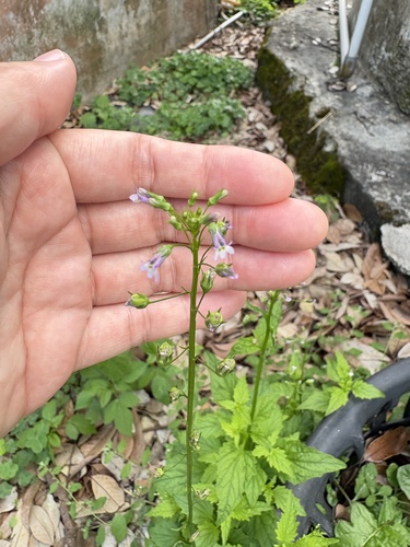 Lobelia cliffortiana, photograph 5