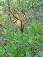 Mandevilla foliosa