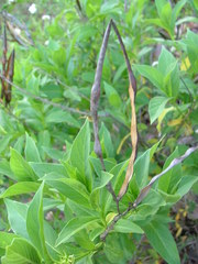 Mandevilla foliosa