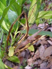 Mandevilla foliosa