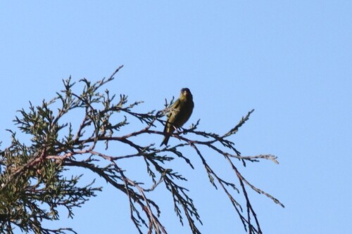 Black-capped Siskin