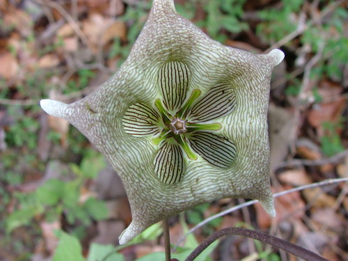 Image of Dictyanthus pavonii by (c) Leonardo O. Alvarado Cárdenas, some rights reserved (CC BY)