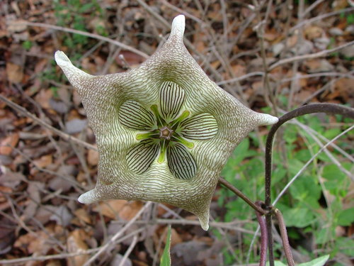 Image of Dictyanthus pavonii by (c) Leonardo O. Alvarado Cárdenas, some rights reserved (CC BY)