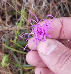Liatris bracteata