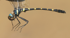 Macromia aculeata