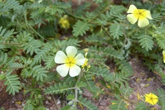 Tribulus zeyheri
