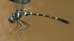 Macromia aculeata