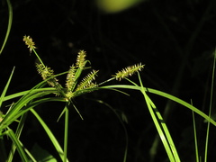 Cyperus hermaphroditus