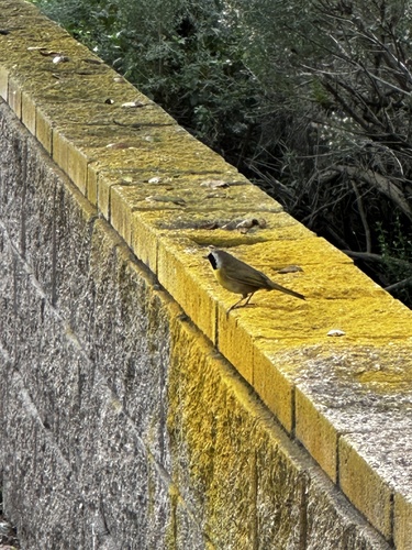 iNaturalist observation photo of Common Yellowthroat