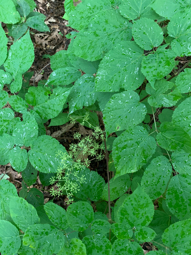 iNaturalist observation photo of American spikenard