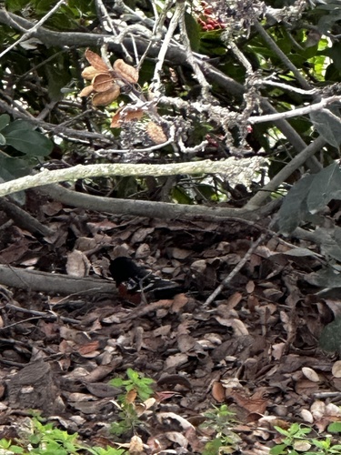 iNaturalist observation photo of Spotted Towhee