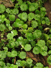 Hydrocotyle pusilla