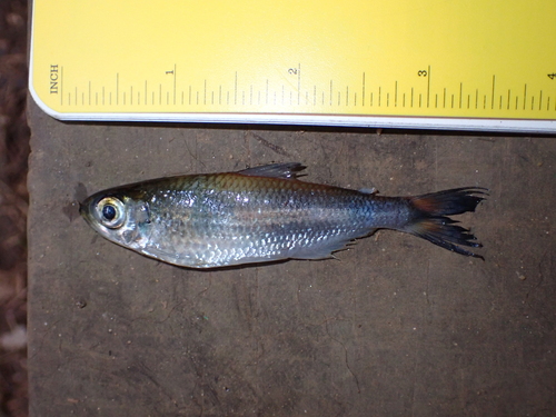 Bryconops tetra (Bryconops affinis) — Iguanodectidae — 3