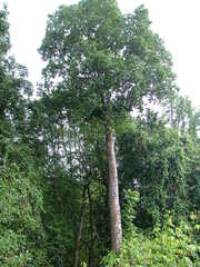 Magnolia iltisiana