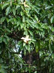 Magnolia iltisiana