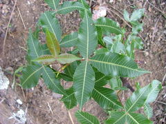 Bursera kerberi