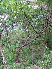 Bursera kerberi