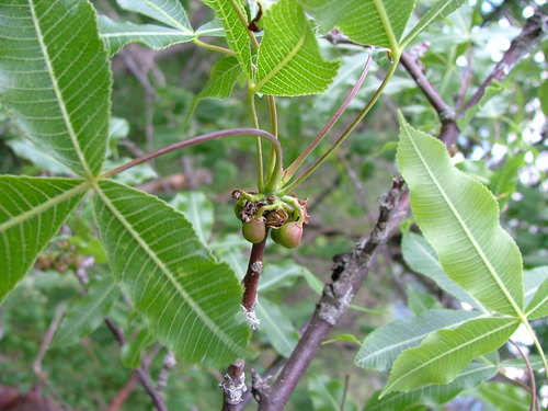 Bursera kerberi, photograph 6