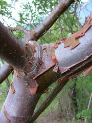 Bursera kerberi