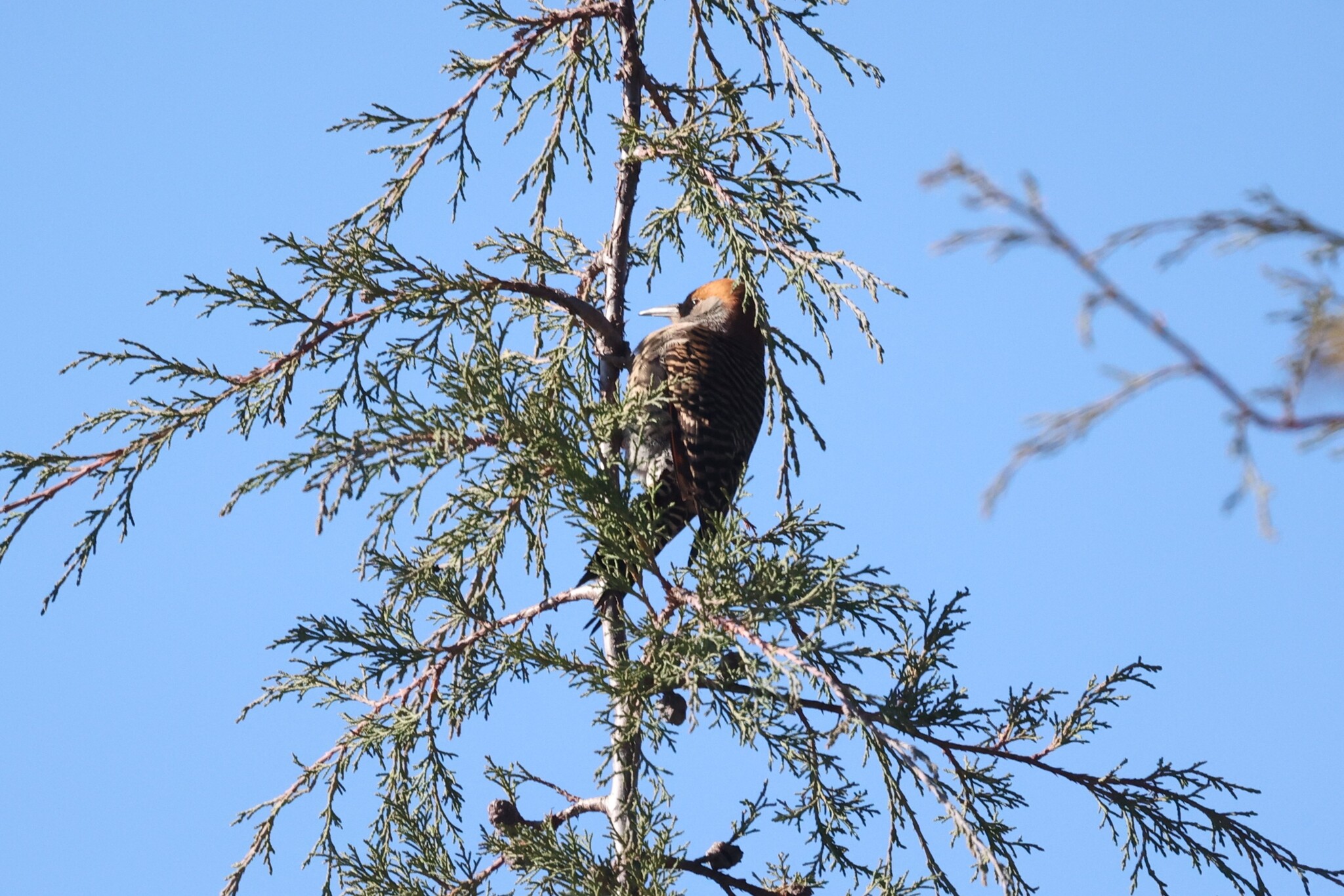 Guatemalan Flicker (Colaptes mexicanoides), photo 10