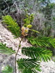 Albizia polyphylla image