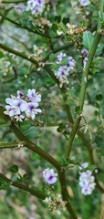 Carmichaelia odorata
