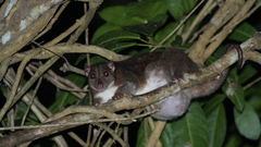 Southern Common Cuscus photo 3