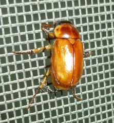 Cyclocephala pasadenae