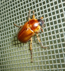 Cyclocephala pasadenae