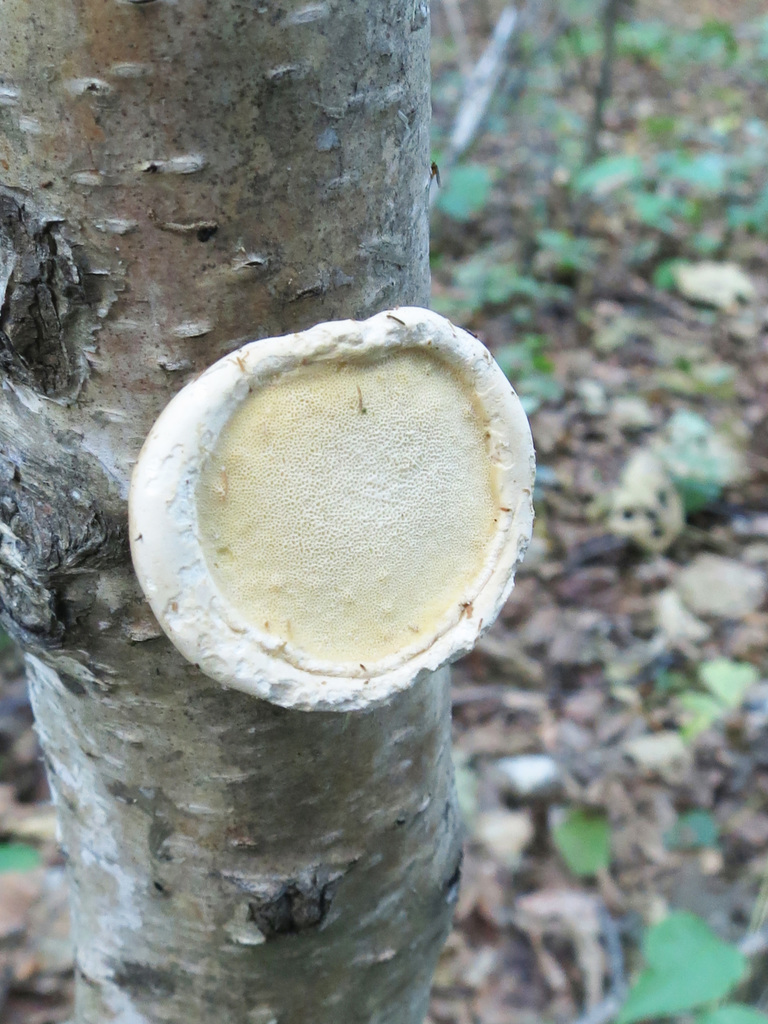 Fomitopsis betulina · September 2019 · photo: © repta (iNaturalist, cc-by)