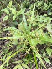 Cyperus diffusus, photograph (c) 張家瑜, some rights reserved (CC BY)