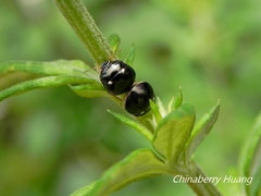 Coptosoma bifarium